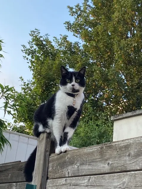 chatte lost    Lille Poupette