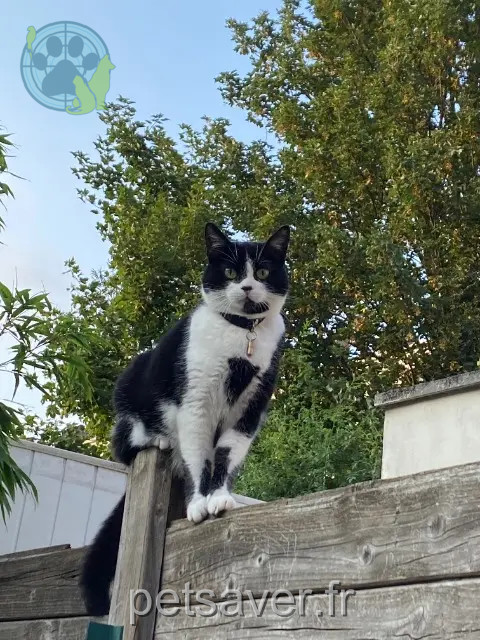 chatte perdue Lille Poupette chatte lost Lille Poupette