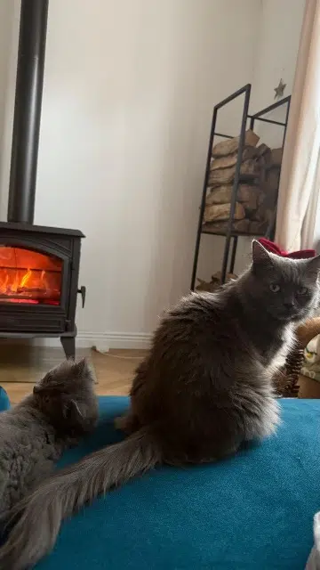 chatte lost    Lille Poupoune