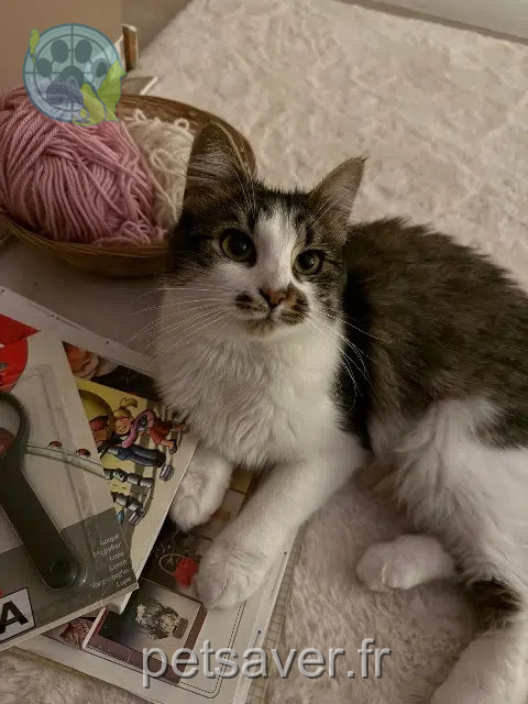 cat lost    Lille Romy