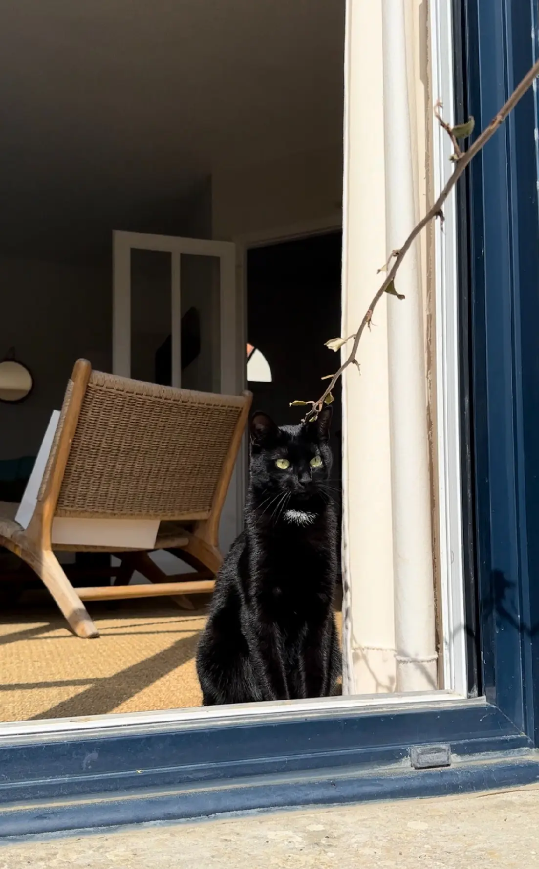 Chatte Perdue 59 Nord Lille - Tia Chatte Perdue 59 Nord Lille - Tia