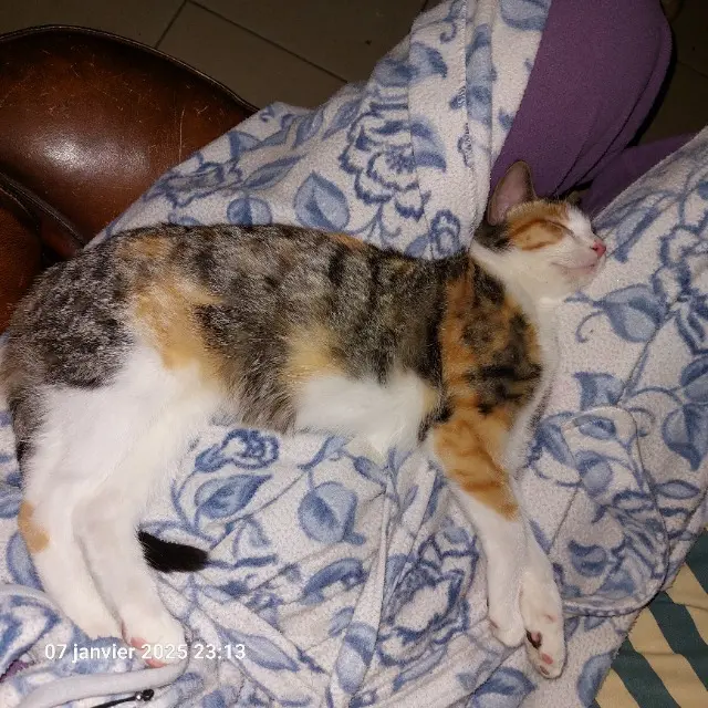 chatte lost    Lille Tiana