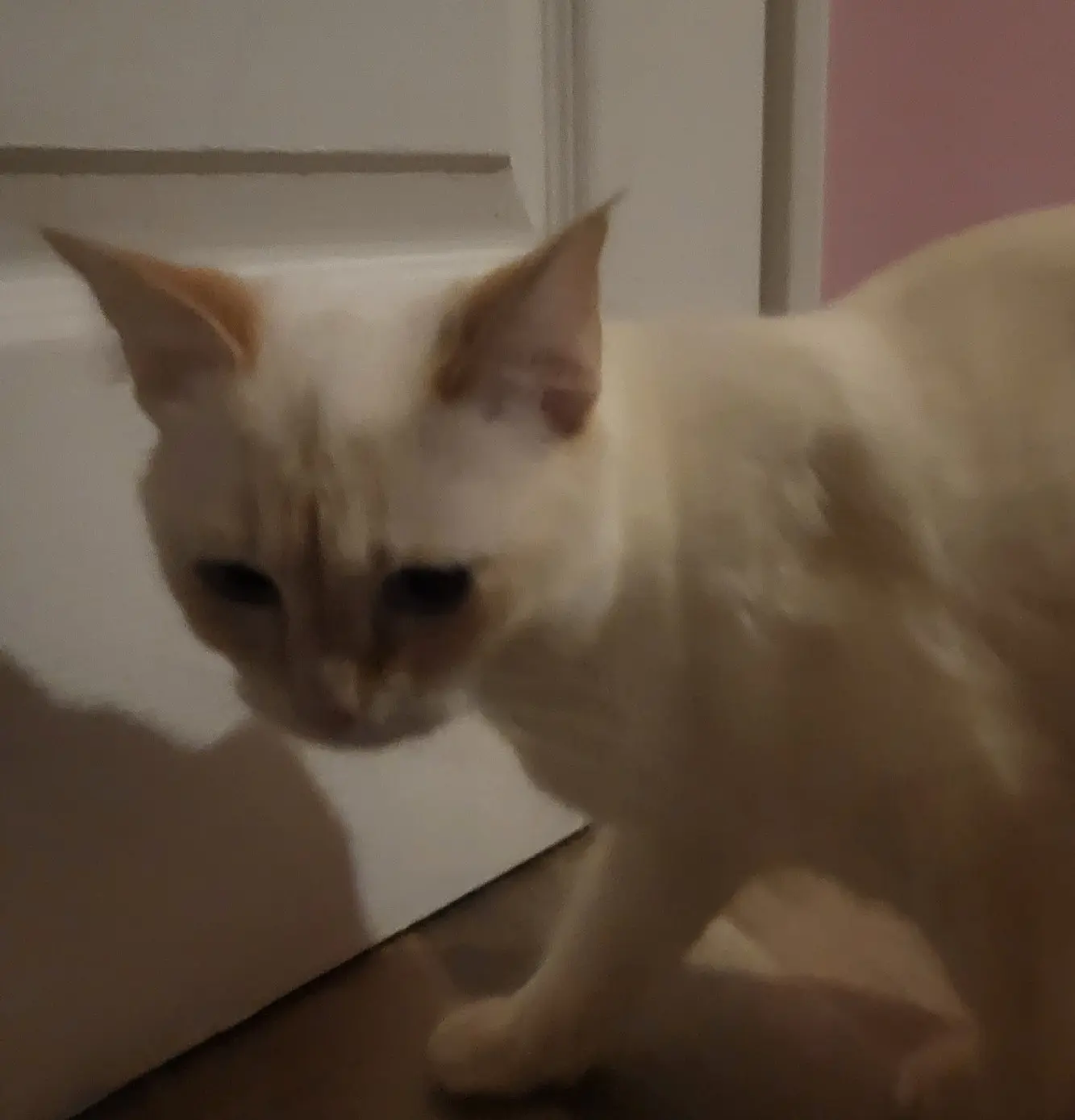 Chatte Perdue 59 Nord Lille Chatte Perdue 59 Nord Lille
