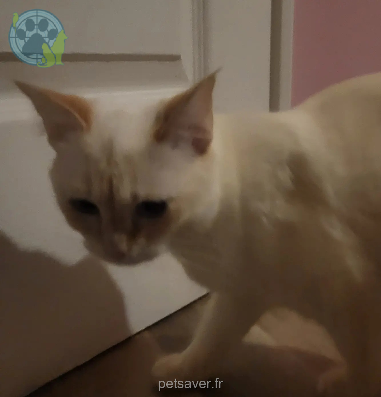 Chatte Perdue 59 Nord Lille Chatte Perdue 59 Nord Lille