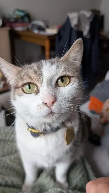 chatte lost    Lille Yoda