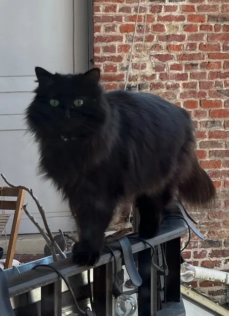 chatte lost    Lille Yuki