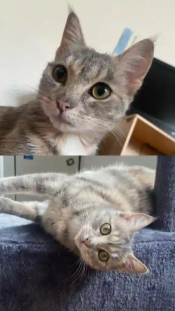 Chatte Perdue 59 Nord Lille - Yuumi Chatte Perdue 59 Nord Lille - Yuumi