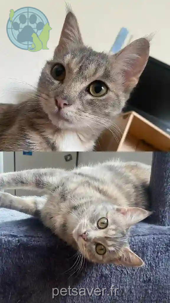 Chatte Perdue 59 Nord Lille - Yuumi Chatte Perdue 59 Nord Lille - Yuumi