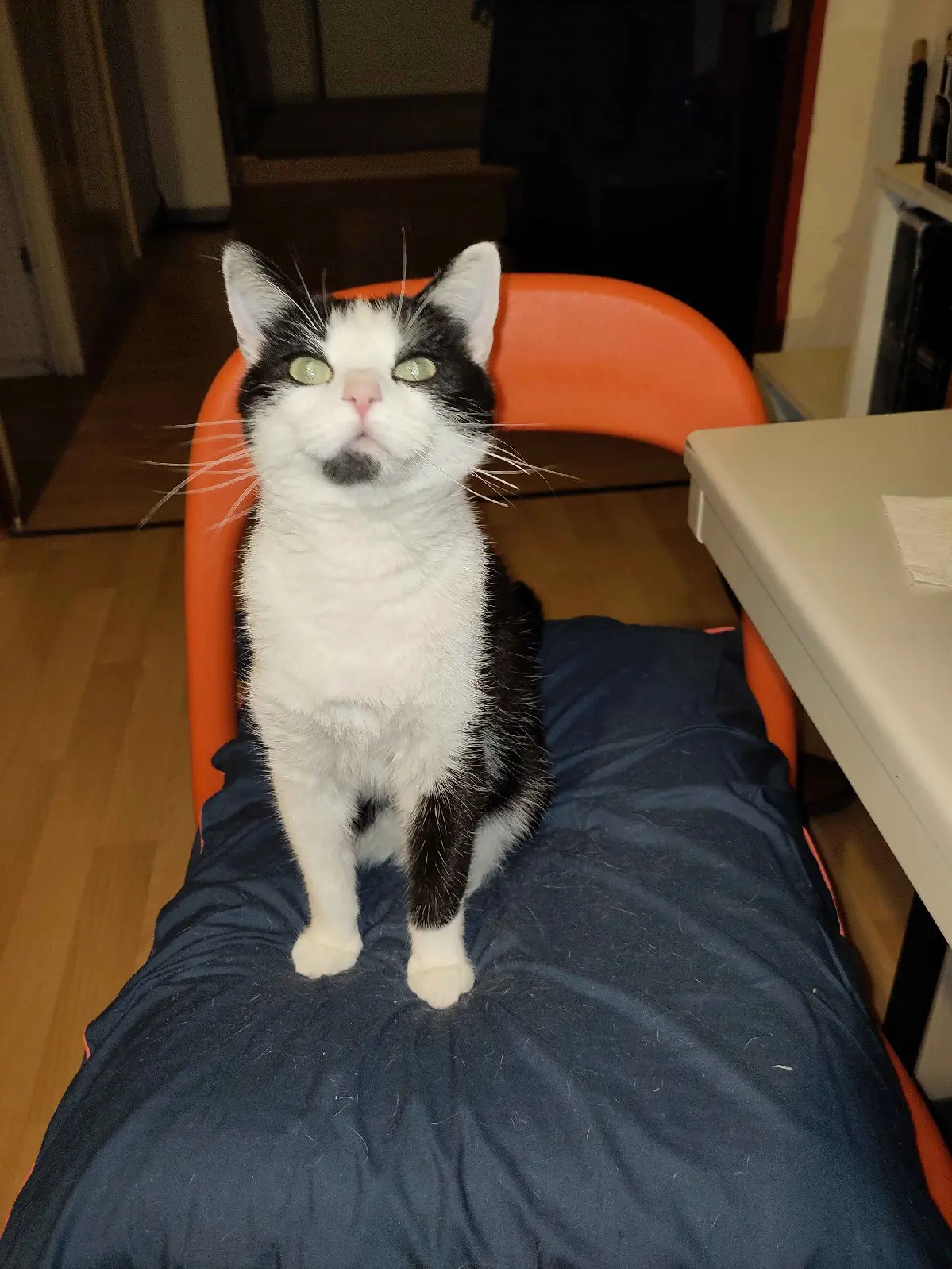 Chatte Perdue 59 Nord Lille Chatte Perdue 59 Nord Lille