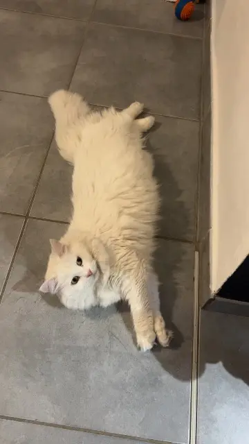 chatte lost   59200 Tourcoing Lilo