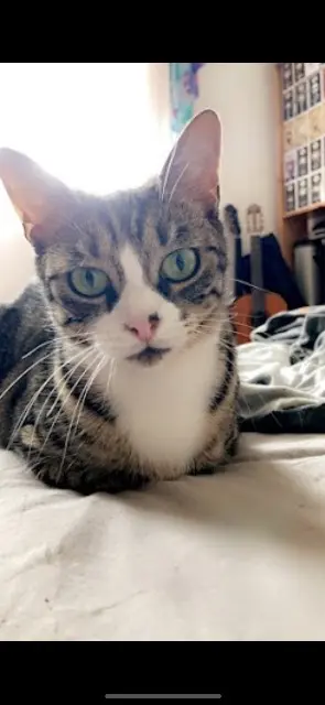 chatte lost   59133 Phalempin Lilo