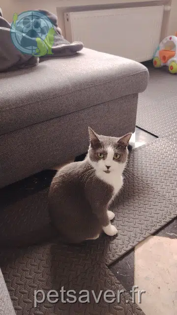 chatte lost   59770 Marly Lily