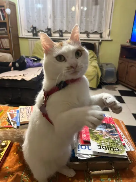 chatte lost   59950 Auby Lily