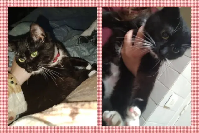 chatte lost   59100 Roubaix Lisou