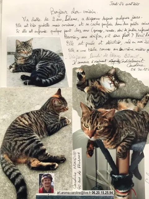 chatte lost   59134 Beaucamps-Ligny Lolame