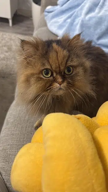 chatte lost   59290 Wasquehal Louiza