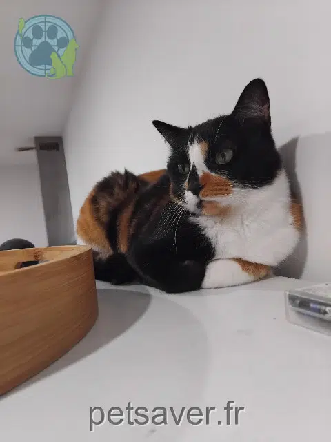 chatte lost   59133 Phalempin Louloutte