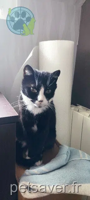 Katze lost 59540 Caudry Louna
