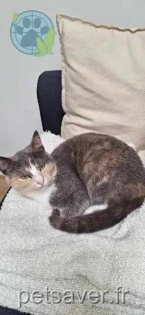 chatte lost   59193 Erquinghem-Lys Loup