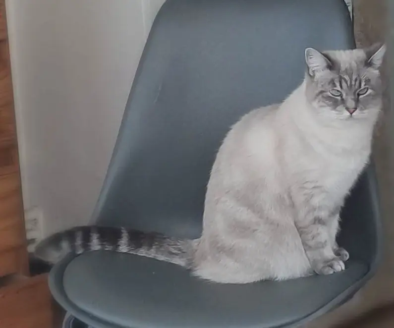Chatte Perdue 59 Nord - Lumos Chatte Perdue 59 Nord - Lumos