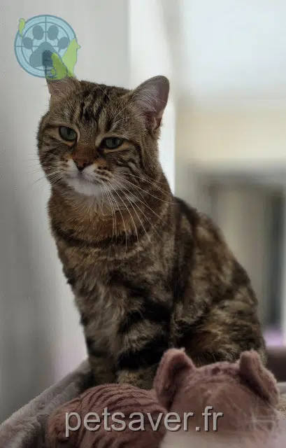chatte lost 59199 Hergnies Luna