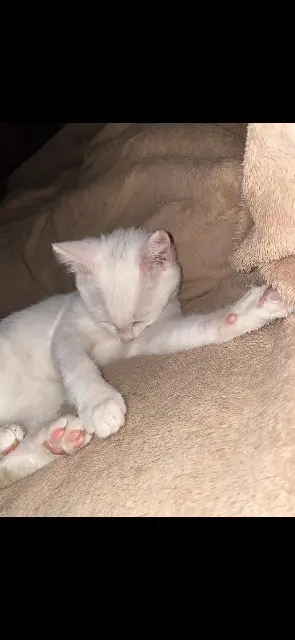 chatte lost   59850 Nieppe Luna