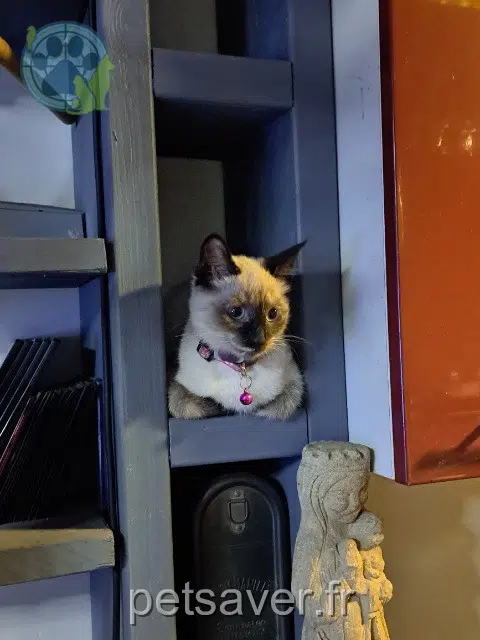kat lost   59200 Tourcoing Léia