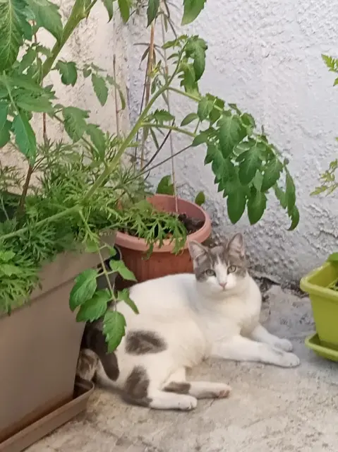 chatte lost   59120 Loos Léonie