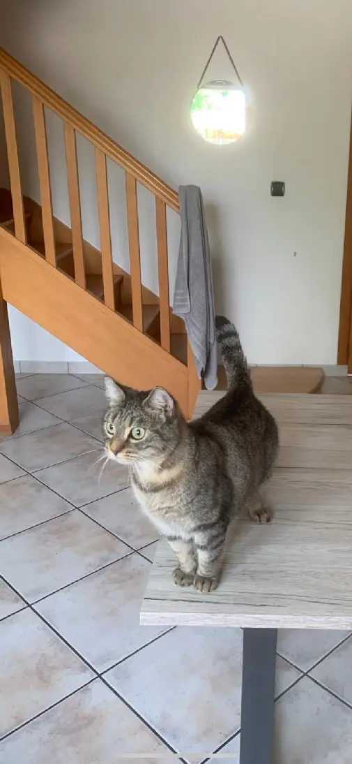 Chatte Perdue 59 Nord Chatte Perdue 59 Nord