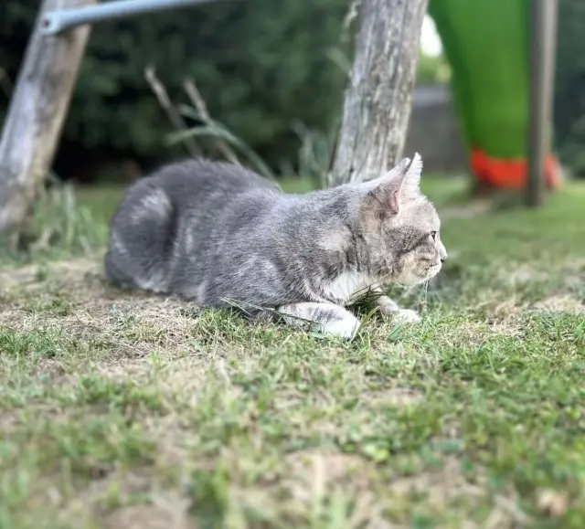 chatte lost    Villeneuve-d'Ascq Macha