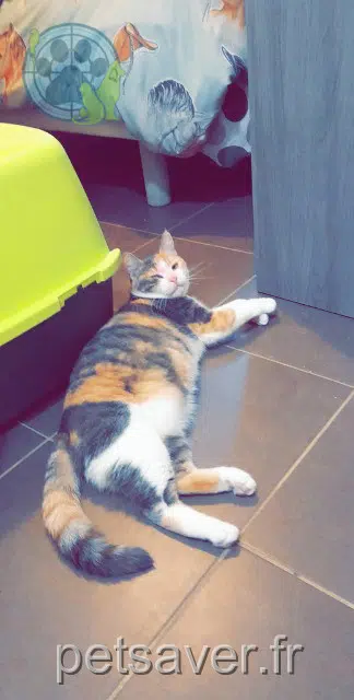 gatta lost   59600 Maubeuge Noisette