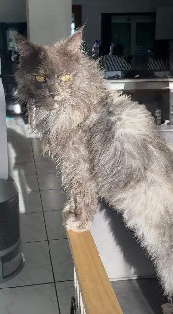 chatte lost   59810 Lesquin Maya