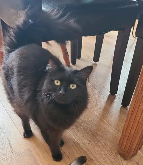 chatte lost   59600 Élesmes Maya