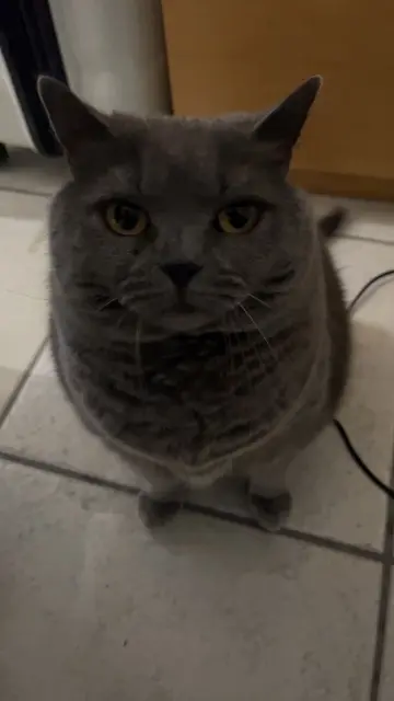 chatte lost   59200 Tourcoing Maya