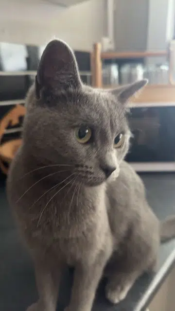 chatte lost   59100 Roubaix Maya