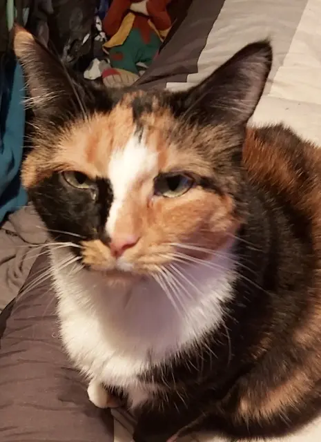 chatte lost   59141 Iwuy Maylou