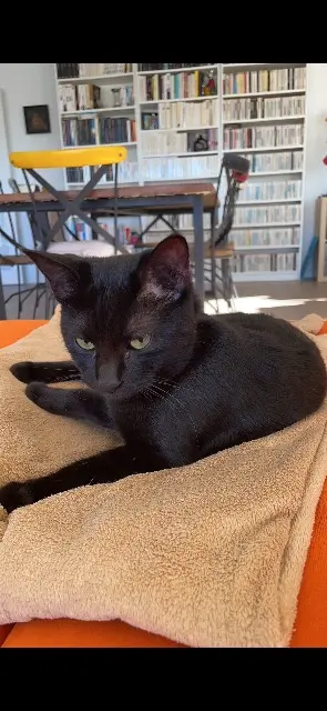 chatte lost   59152 Chéreng Mazikeen / kinne