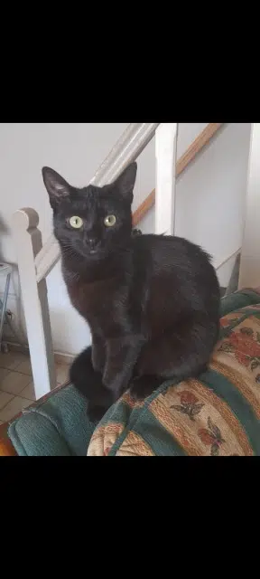 chatte lost   59154 Crespin Maïa