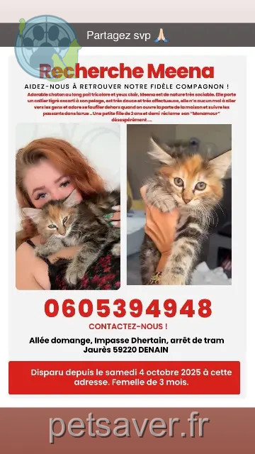 kat vermist 59220 Denain Meena kat lost 59220 Denain Meena