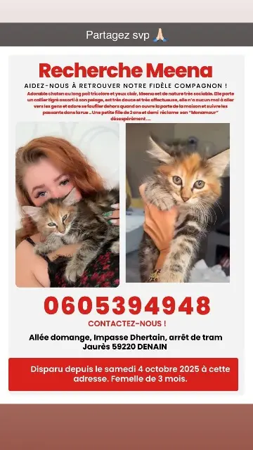 chatte lost   59220 Denain Meena