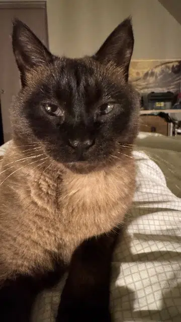 chatte lost   59310 Coutiches Melisse