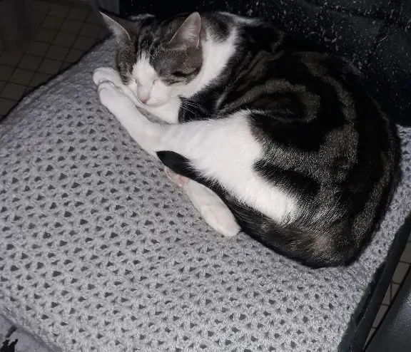 Chatte Perdue 59 Nord - Memere Chatte Perdue 59 Nord - Memere