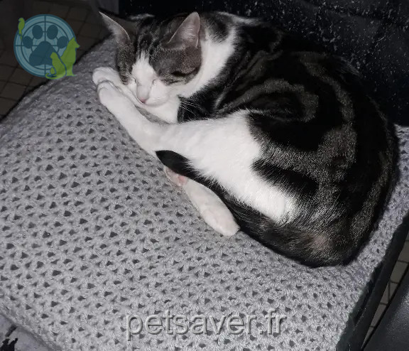 Chatte Perdue 59 Nord - Memere Chatte Perdue 59 Nord - Memere