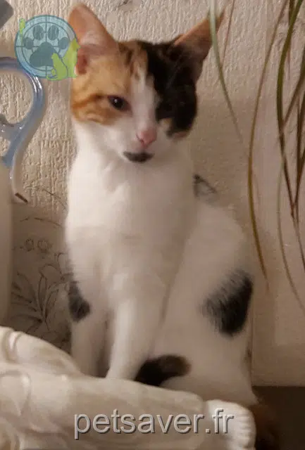 Katze lost   59120 Loos Mia