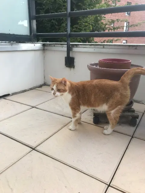 chatte lost   59126 Linselles Mia