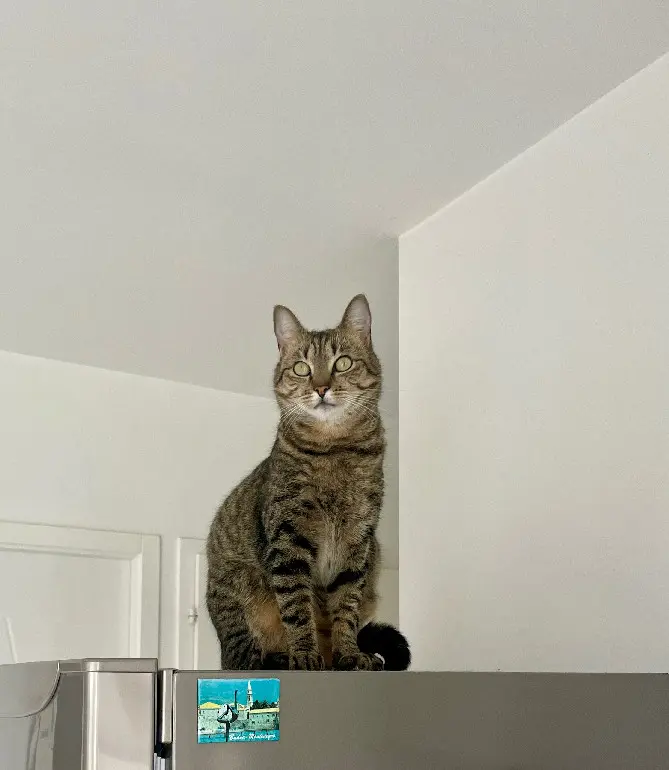 Chatte Perdue 59 Nord - Mia Chatte Perdue 59 Nord - Mia