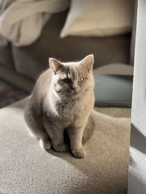 chatte lost   59170 Croix Miaouss