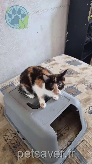 chatte lost   59700 Marcq-en-Barœul Mika