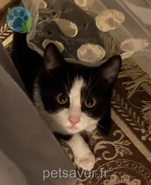 chatte lost   59200 Tourcoing Mila