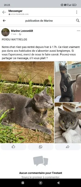chatte lost   59150 Wattrelos Millau